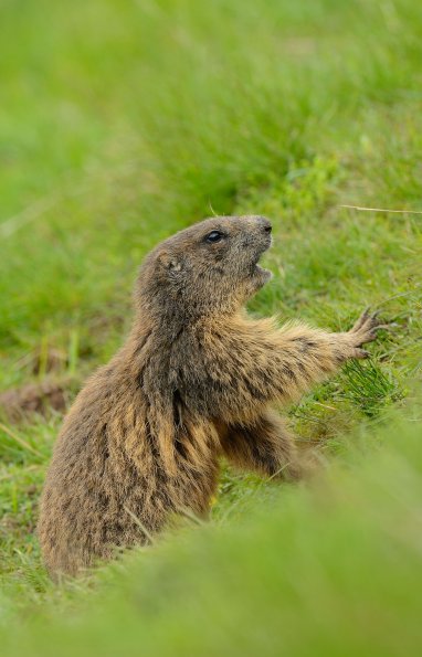 Marmotta