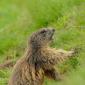 Marmotta