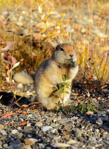 Arctic ground squirrel