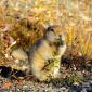 Arctic ground squirrel