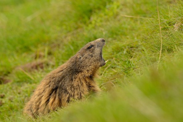 Marmotta