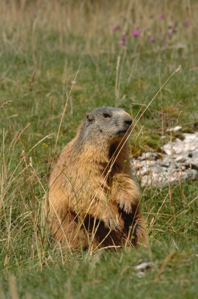 Marmotta