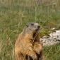 Marmotta