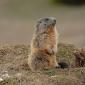 Marmotta