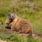 Marmotta