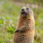 Marmotta