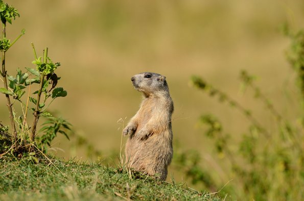 Marmotta 