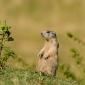 Marmotta 