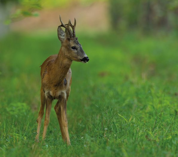 Capriolo