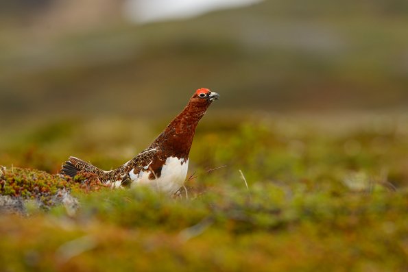 Pernice bianca nordica