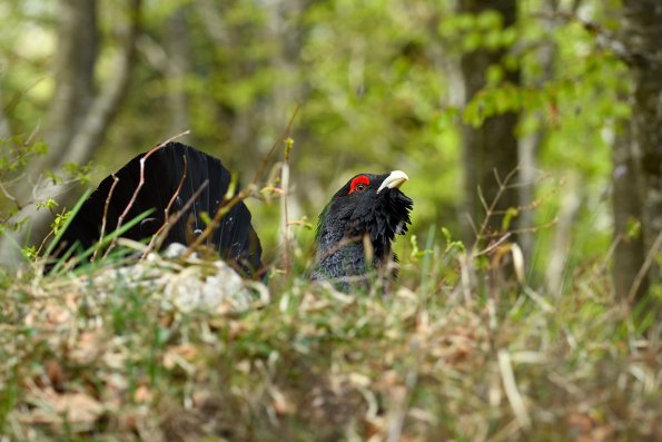 Gallo cedrone