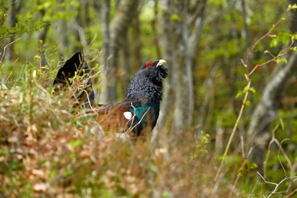 Gallo cedrone