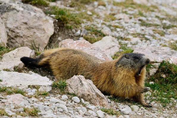 Marmotta