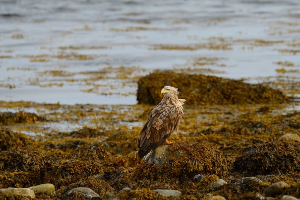 Aquila di mare