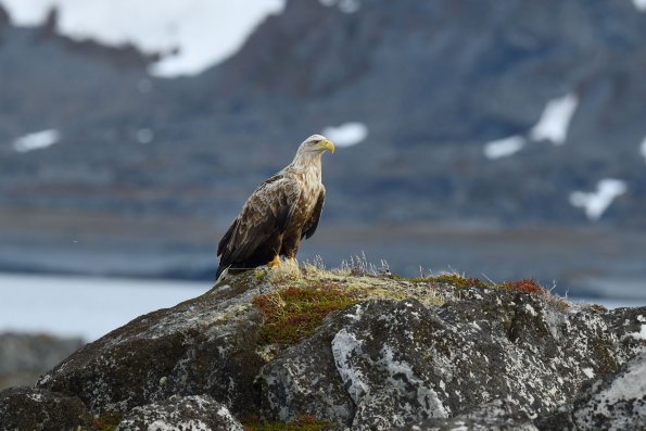 Aquila di mare 