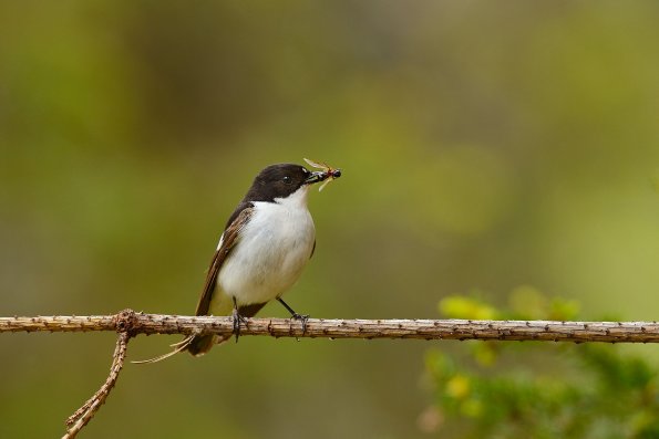 Balia nera