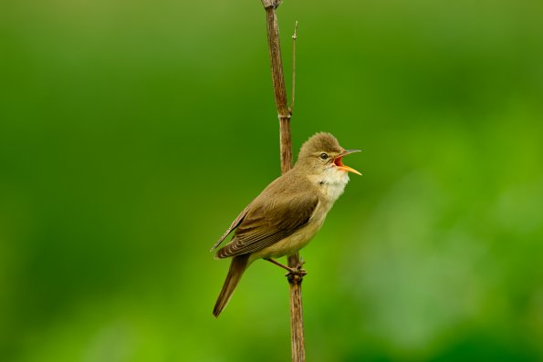 Cannaiola verdognola