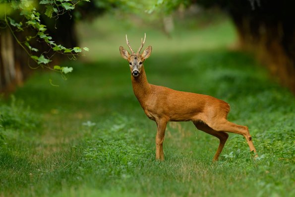 Capriolo