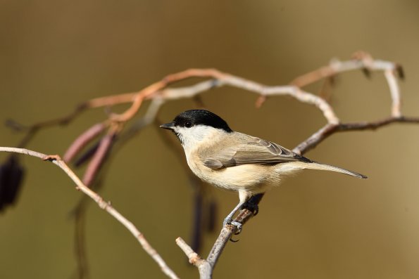 Cincia bigia