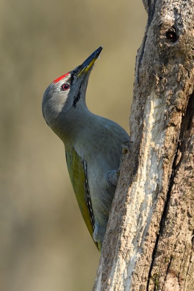 Picchio cenerino