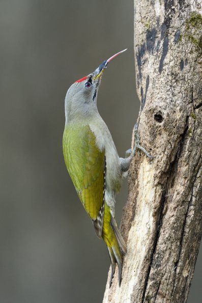 Picchio cenerino