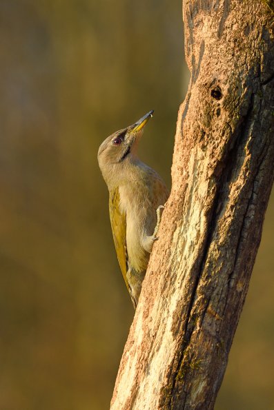 Picchio cenerino