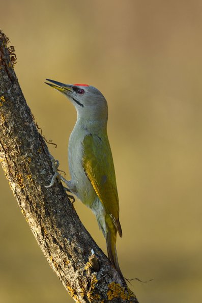 Picchio cenerino