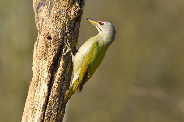 Picchio cenerino