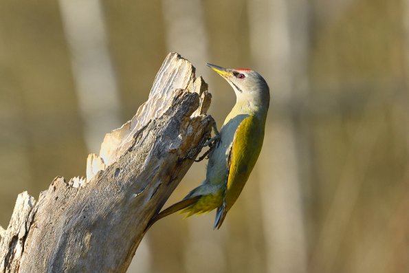 Picchio cenerino