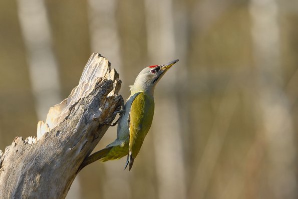 Picchio cenerino