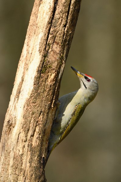 Picchio cenerino