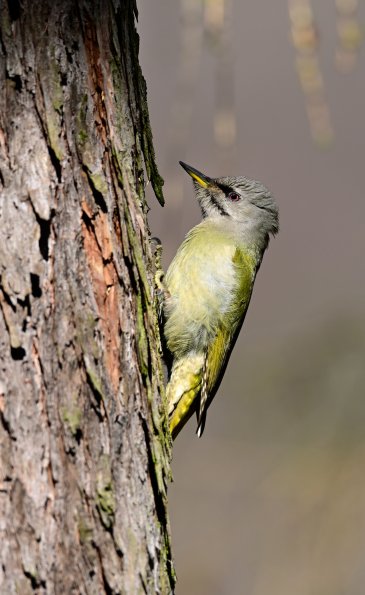 Picchio cenerino 