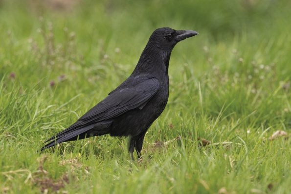 Cornacchia nera 