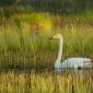 Cigno selvatico