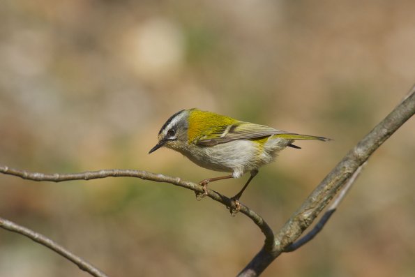 Fiorrancino