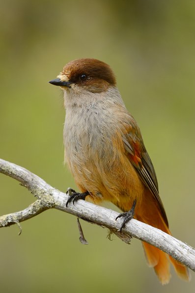 Ghiandaia siberiana
