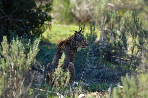 Lince pardina