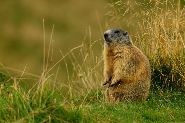 Marmotta