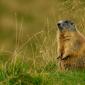 Marmotta