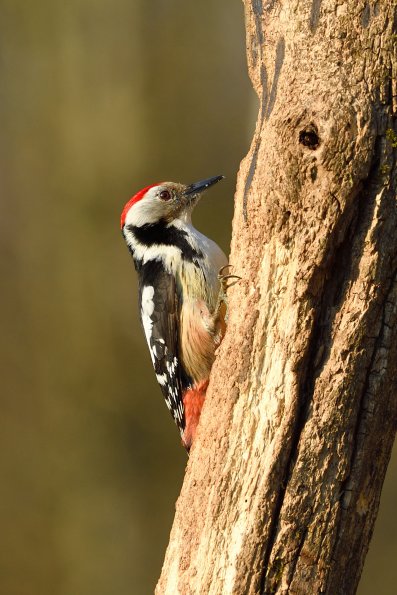 Picchio rosso mezzano