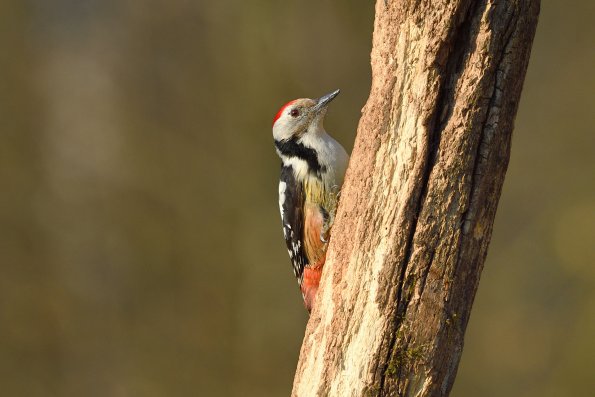 Picchio rosso mezzano