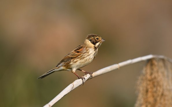 Migliarino di palude