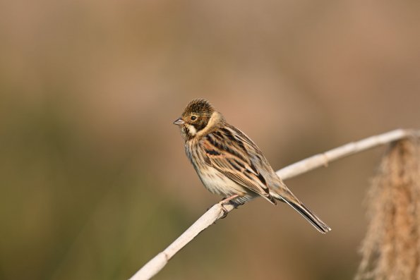 Migliarino di palude