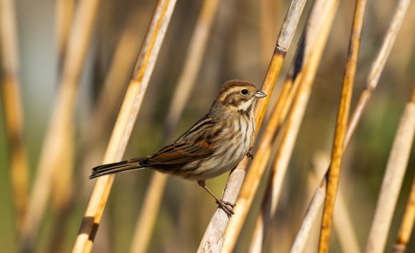 Migliarino di palude