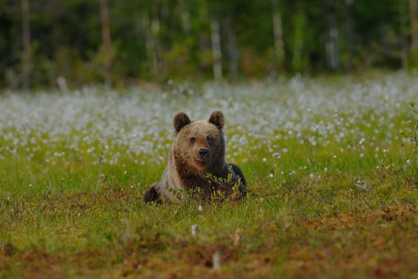 Orso bruno