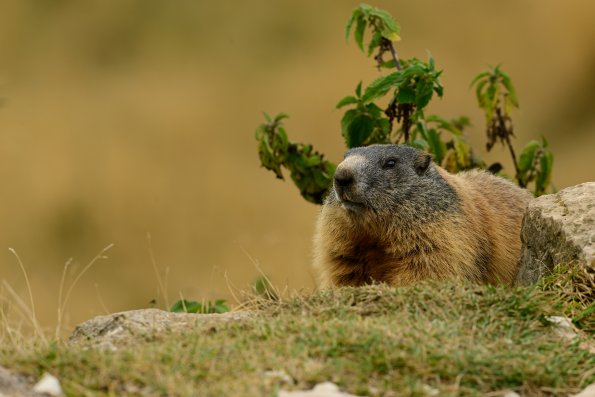 Marmotta