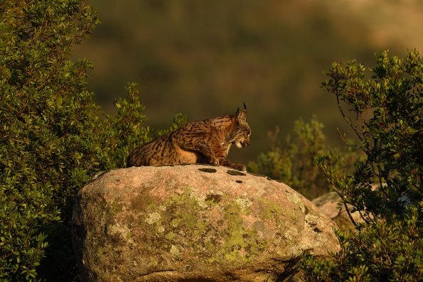 Lince pardina