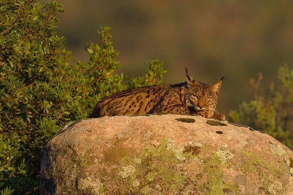 Lince pardina