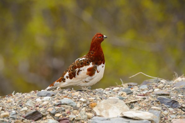 Pernice bianca nordica