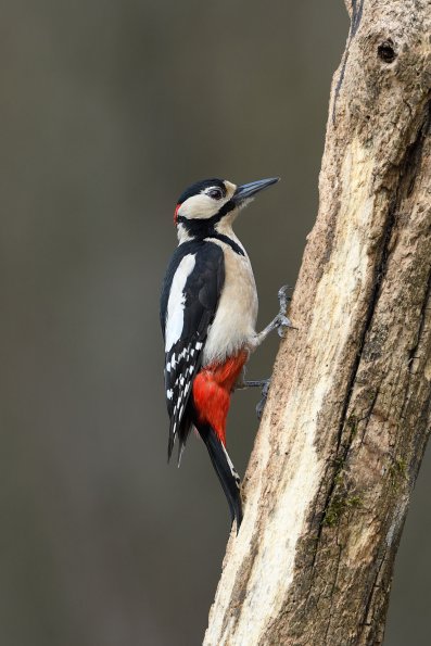 Picchio rosso maggiore